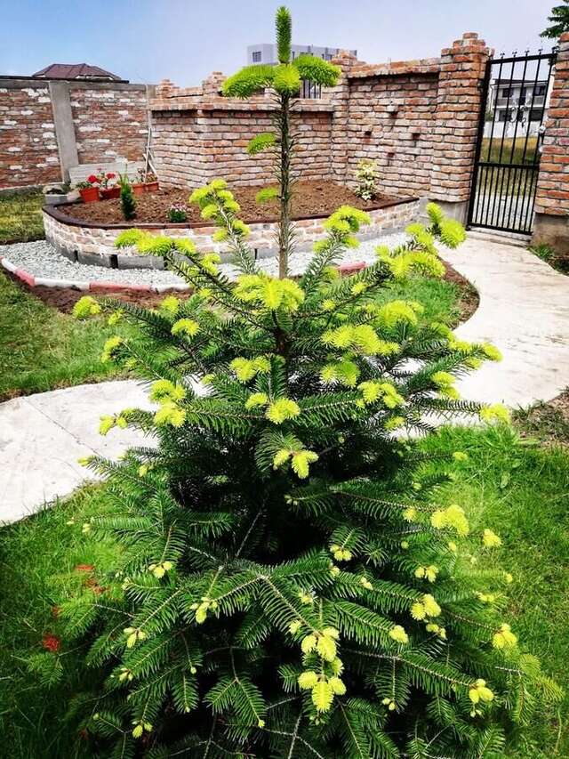 Гостевой дом Casa Alba Мамайя Норд – Нэводари-7